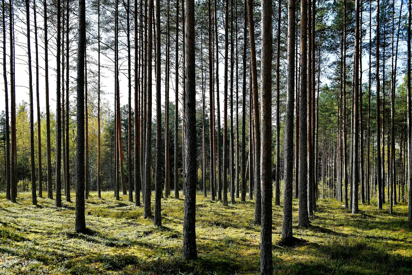 Harvendatud männik — valgus jõuab maapinnani ja metsapõhi on terve