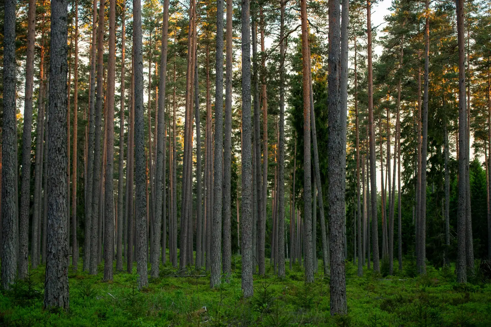Hooldatud männik, kus alusmets on puhas ja puudel on ruumi kasvada